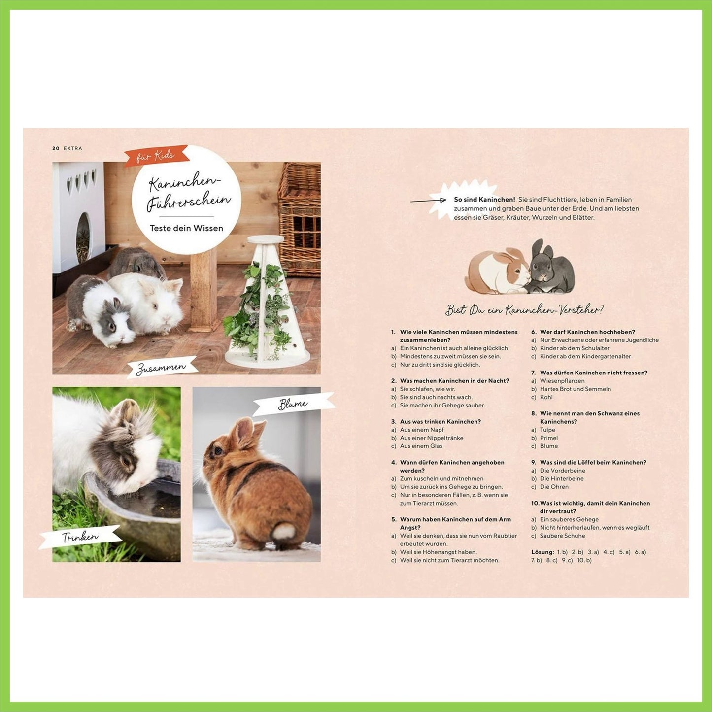 Zwergkaninchen - Nagerfarm